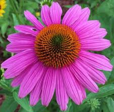 Echinacea-Blumensamen Lila – Erbstück, gentechnikfrei, hohe Keimfähigkeit
