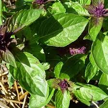 Green Liquorice Basil Plant Seeds Heirloom Non-GMO High Germination Organic Garden Seeds for Planting