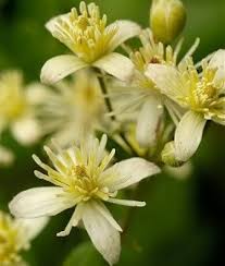 White Clematis Ligusticifolia Flower Seeds – Heirloom, Non-GMO, High Germination Organic Garden Seeds for Planting