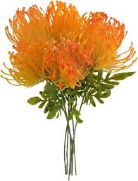 Pink Yellow Pincushion Flower Seeds – Heirloom, Non-GMO, High Germination Organic Garden Seeds for Planting Seeds for Planting