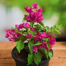 Pink Virgilia Capensis Flower Seeds Heirloom Non-GMO High Germination Organic Garden Seeds for Planting