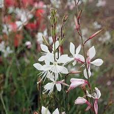 Semillas de flor de Guara perenne blanca – Cimarrón, no transgénicas, semillas de alta germinación para jardín orgánico para sembrar