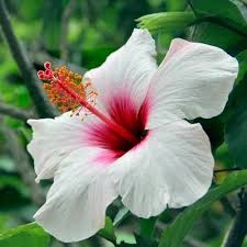 Pink White Hibiscus Flower Seeds Heirloom Non-GMO High Germination Organic Garden Seeds for Planting