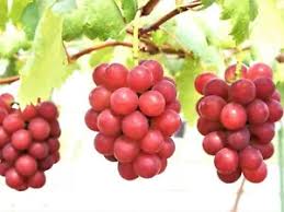 Ruby Roman Grape Fruit Seeds for Planting – Heirloom Non-GMO High Germination Organic Garden Seeds
