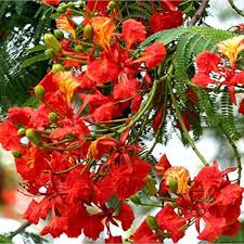 Red Delonix Regia Flower Seeds for Planting – Heirloom, Non-GMO, High Germination Organic Garden Seeds