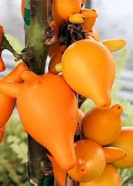 Orange Solanum Mammosum Seeds for Planting – Heirloom Non-GMO High Germination Organic Garden Seeds