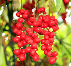 Schisandra Seeds for Planting – Grow Adaptogenic &amp; Flavorful Fruits Heirloom Non-GMO High Germination Organic Garden Seeds