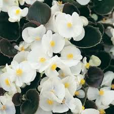 Semillas de Begonia Farol Blanco para Siembra, de Herencia, No Transgénicas, de Alta Germinación, Semillas Orgánicas para Jardín