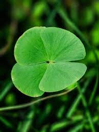 Four Leaf herb seeds