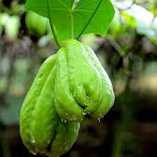 chayote vegetable planting