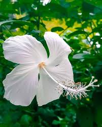 White Hibiscus Flower Seeds – Heirloom, Non-GMO, High Germination Seeds