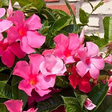 Semillas de flor Pink Sanderi – Semillas de jardín orgánicas, reliquia, no modificadas genéticamente, de alta germinación