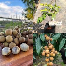 Longan Seeds Brown Heirloom Non-GMO High Germination Organic Garden Seeds for Planting