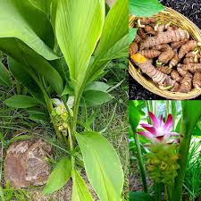 Turmeric Plant Seeds Brown Heirloom Non-GMO High Germination Organic Garden Seeds