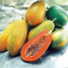 Tainung Mexican Papaya Fruit Seeds for Planting Heirloom Non-GMO High Germination Organic Garden Seeds