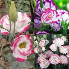 Rosa Weiße Lisianthus Blumensamen – Historisch, gentechnikfrei, keimstarke Samen