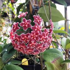 Red Carnosa Flower Seeds – Heirloom, Non-GMO, High Germination Organic Garden Seeds for Planting Seeds for Planting