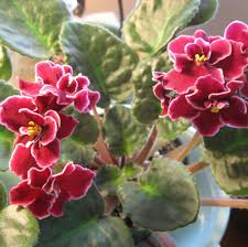 Saintpaulia Ionantha Flower Seeds Red – Heirloom Non-GMO High Germination Organic Garden Seeds