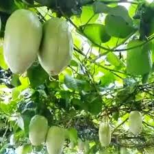 Green Giant Granadilla Seeds for Planting – Heirloom Non-GMO High Germination Organic Garden Seeds