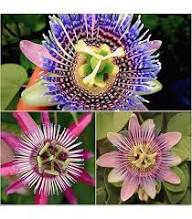 Mixed Passion Passiflora Flower Seeds – Heirloom, Non-GMO, High Germination Seeds