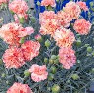 Orange Dianthus Flower Seeds – Heirloom, Non-GMO, High Germination Seeds