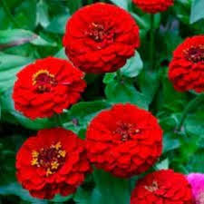 Red Zinnia Flower Seeds for Planting – Heirloom Non-GMO High Germination Organic Garden Seeds