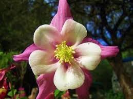Pink Yellow Aquilegia Flower Seeds – Heirloom, Non-GMO, High Germination Organic Garden Seeds for Planting Seeds for Planting