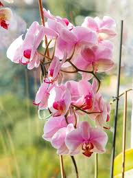 Pink Phalaenopsis Orchid Flower Seeds – Heirloom Non-GMO High Germination Organic Garden Seeds for Planting