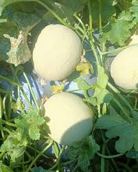 Green Cantaloupe Melon Seeds Heirloom Non-GMO High Germination Organic Garden Seeds for Planting