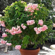 Rosa Erythranthe Blumensamen – Alte Sorte, gentechnikfrei, keimstark, Bio-Gartensamen zum Pflanzen