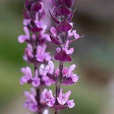 Pink Salvia Nemorosa Flower Seeds – Heirloom Non-GMO High Germination Organic Garden Seeds
