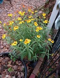 Yellow Tarragon Flower Seeds Heirloom Non-GMO High Germination Organic Garden Seeds for Planting