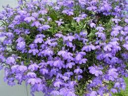Purple Lobelia Regatta Flower Seeds for Planting – Heirloom, Non-GMO, High Germination Organic Garden Seeds for Planting Seeds for Planting