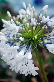 White Agapanthus Flower Seeds Heirloom Non-GMO High Germination Organic Garden Seeds