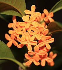 Mixed Osmanthus Flower Seeds – Heirloom Non-GMO High Germination Seeds