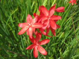 Red Hesperantha Flower Seeds – Heirloom Non-GMO High Germination Organic Garden Seeds for Planting