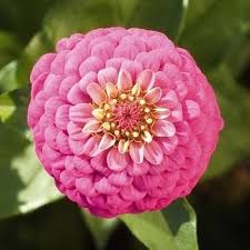 Pink Bonsai Zinnia Flower Seeds – Heirloom, Non-GMO, High Germination Organic Garden Seeds for Planting Seeds for Planting