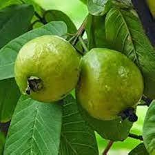 Crystal Guava (Indonesia) Fruit Seeds for Planting – Sweet Tropical Harvests, Heirloom &amp; Non-GMO Seeds for Planting High Germination Organic Garden Seeds