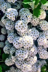 Hawthorn Flower Seeds Mixed – Heirloom, Non-GMO, High Germination Seeds