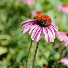 Pink Echinacea Flower Seeds – Heirloom, Non-GMO, High Germination Seeds for Planting