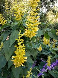 Yellow Turkish Sage Flower Seeds Heirloom Non-GMO High Germination Organic Garden Seeds