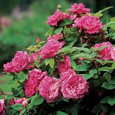 Pink Zephirine Drouhin Flower Seeds – Heirloom, Non-GMO, High Germination Organic Garden Seeds for Planting Seeds for Planting