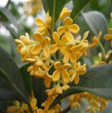 Osmanthus Flower Seeds Yellow Heirloom Non-GMO High Germination Organic Seeds