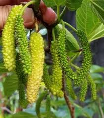 Green Mulberry Plant Seeds for Planting – Heirloom Non-GMO High Germination Organic Garden Seeds
