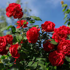 Red Mini Rose Flower Seeds for Planting – Heirloom Non-GMO High Germination Organic Garden Seeds