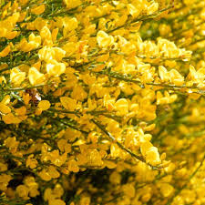 Yellow Xanthoceras Flower Seeds for Planting | Heirloom Non-GMO Organic