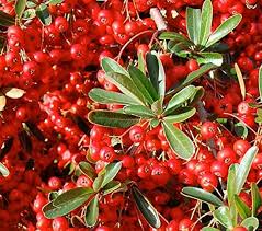 Red Pyracantha Seeds Heirloom Non-GMO High Germination Organic Garden Seeds for Planting