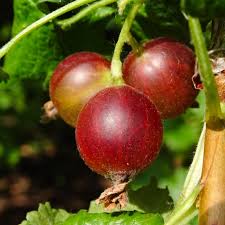 Red Jostaberry Seeds for Planting – Heirloom Non-GMO High Germination Organic Garden Seeds