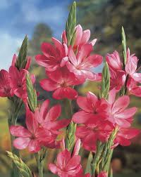 Rosa Schizostylis-Blumensamen – Alte Sorte, gentechnikfrei, keimstark, Bio-Gartensamen zum Pflanzen