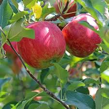 Japanese Fuji Apple Fruit Seeds for Planting Heirloom Non-GMO High Germination Organic Garden Seeds